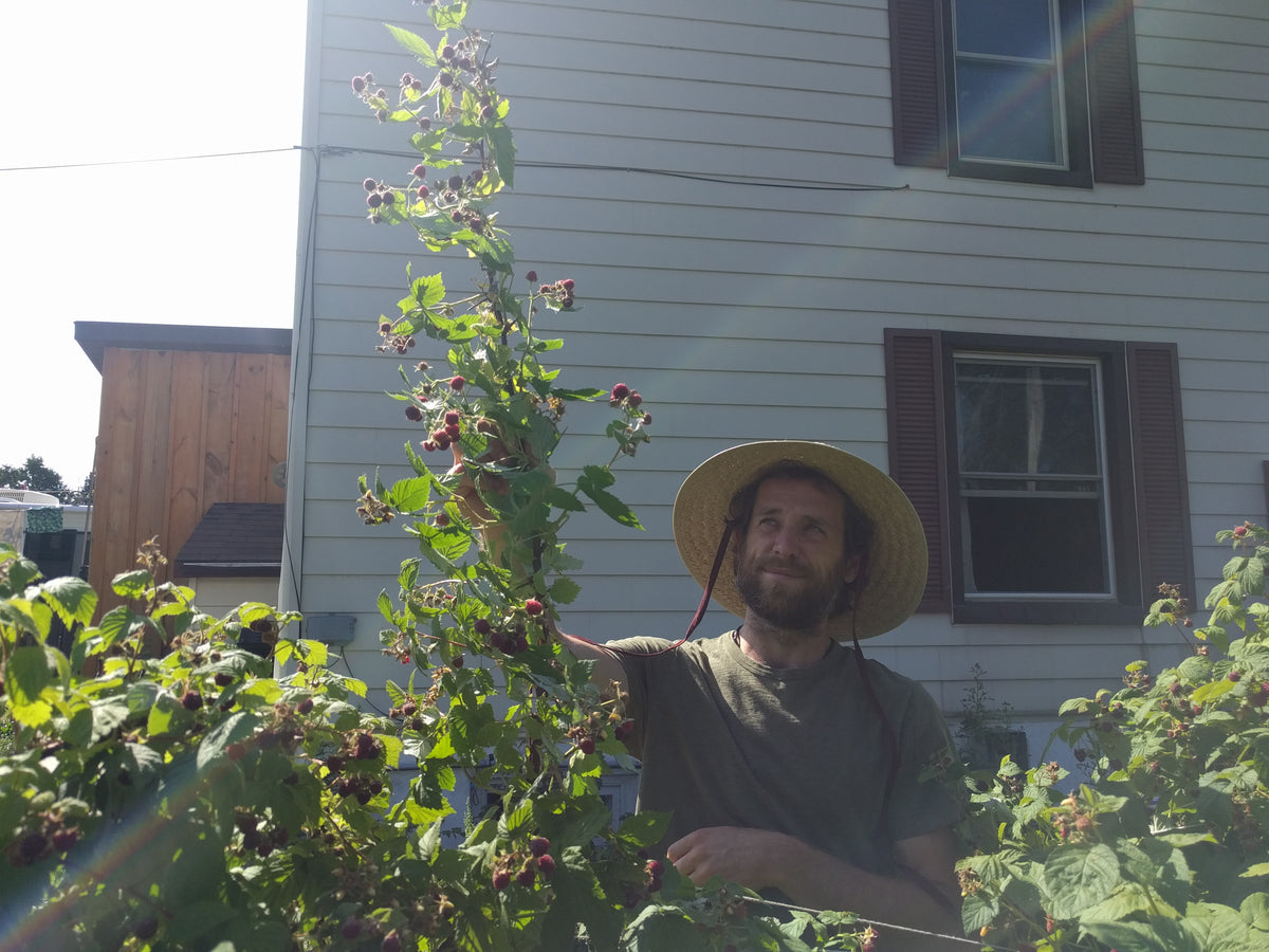 Weaving Wit Raspberry Canes Raspberry canes – The Urban Orchardist
