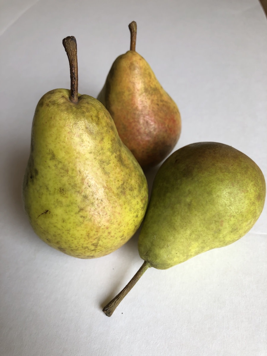 Harrow Delight, a European pear variety known for disease resistance and delicious fruit.