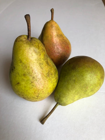 Harrow Delight, a European pear variety known for disease resistance and delicious fruit.