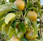 Korean Giant, a disease-resistant Asian pear with large fruits that store well.