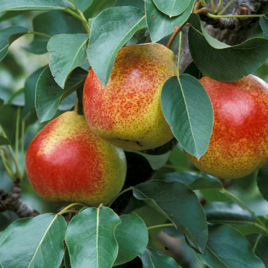 Summercrisp, a delicious disease-resistant pear.
