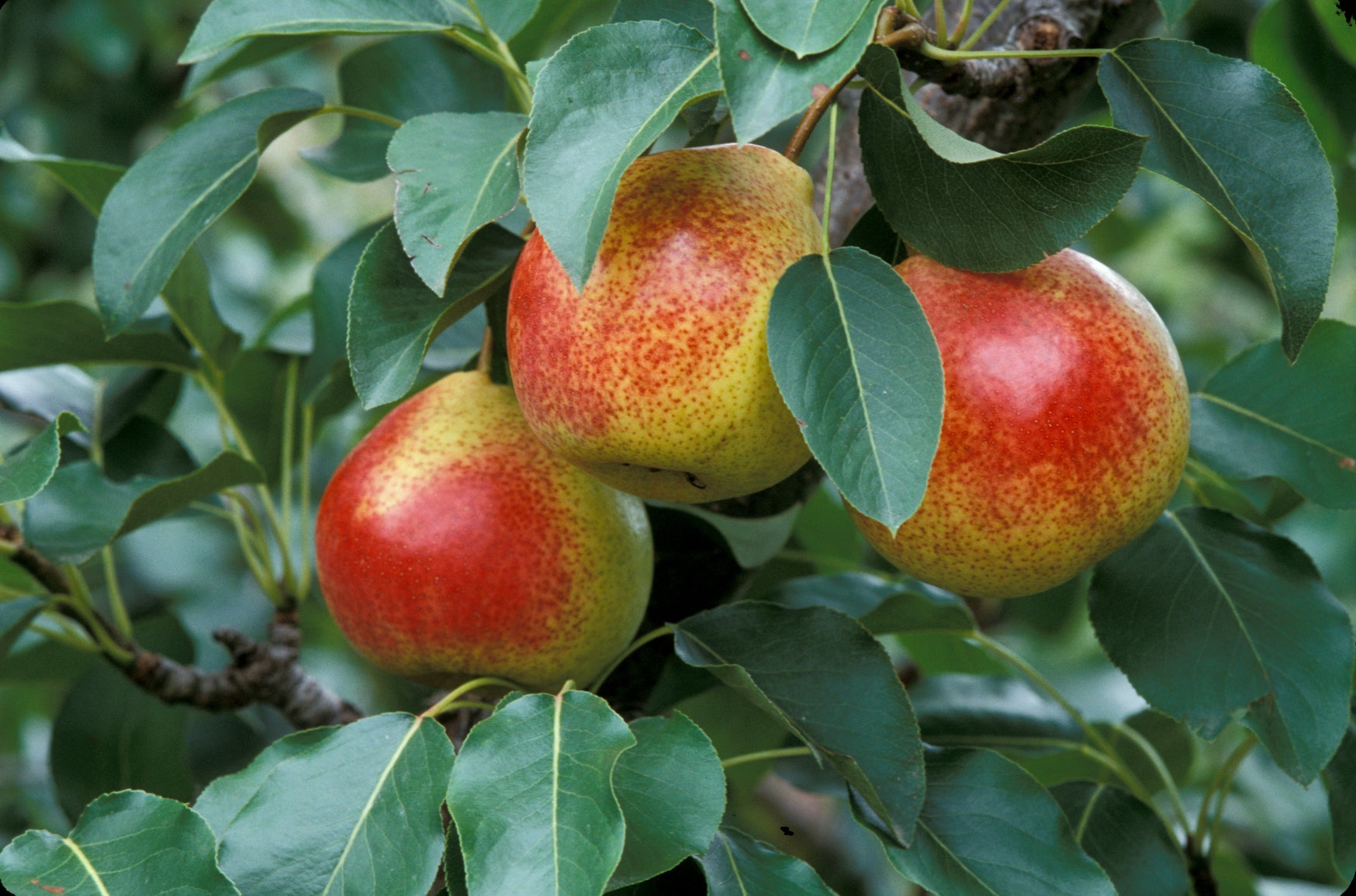 Summercrisp, a delicious disease-resistant pear.