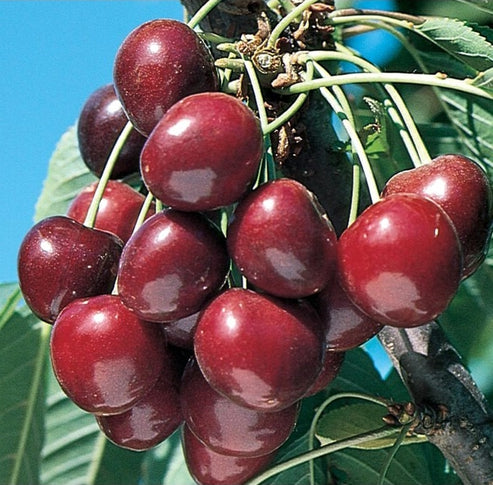 Stella sweet cherry – The Urban Orchardist